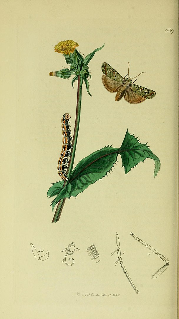 Actebia praecox, Portland Moth. Nationally Scarce B. Found on dunes, and sandy heaths, where it uses a range of sand tolerant natives: mouse-ears, plantains, chickweeds, wormwood and BFT. Pic from John Curtis - British Entomology, Public Domain, via  @BioDivLibrary