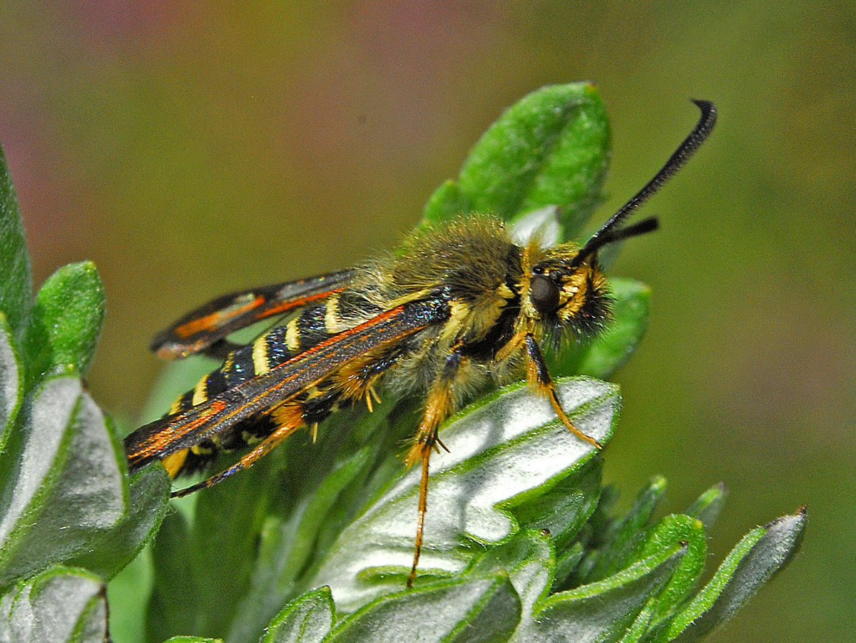 Bembecia ichneumoniformis, Six-belted Clearwing, uses BFT and Kidney Vetch as its larval hosts, and although their mother may lay her eggs on above ground parts, the larvae feed on the roots Pic by Hectonichus, CC BY-SA 4.0