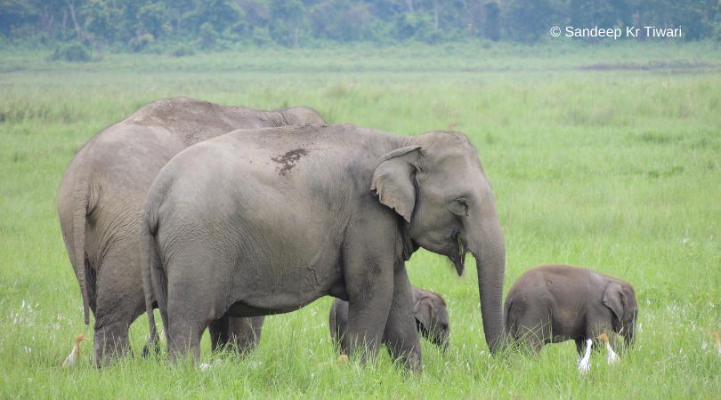 IUCNssc's tweet photo. Asian and African Elephant Specialist Groups provide sound scientific and technical advice to aid in decision-making and conservation action, as well as focusing on capacity building to help these species. #WorldElephantDay2020 #AsESG #AfESG
Learn more: https://t.co/bbORLTPdth https://t.co/LqNmmWOnXm