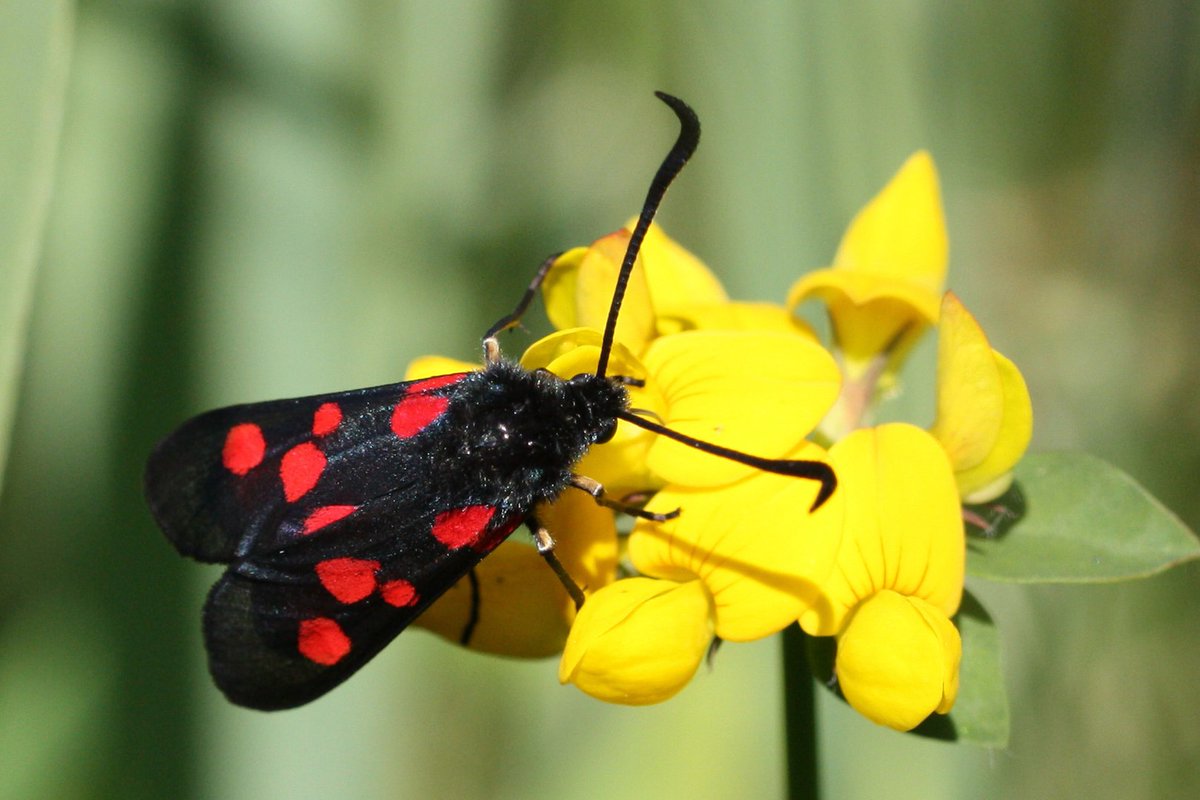 Zygaena filipendulae, Six-spot Burnet, and Zygaena trifolii, Five-spot Burnet. Both species use BFT as a larval host. Left: 6-spot by Cmglee, at English Wikipedia, CC BY-SA 3.0Right: 5-spot By Charles J Sharp, from Sharp Photography, CC BY-SA 4.0