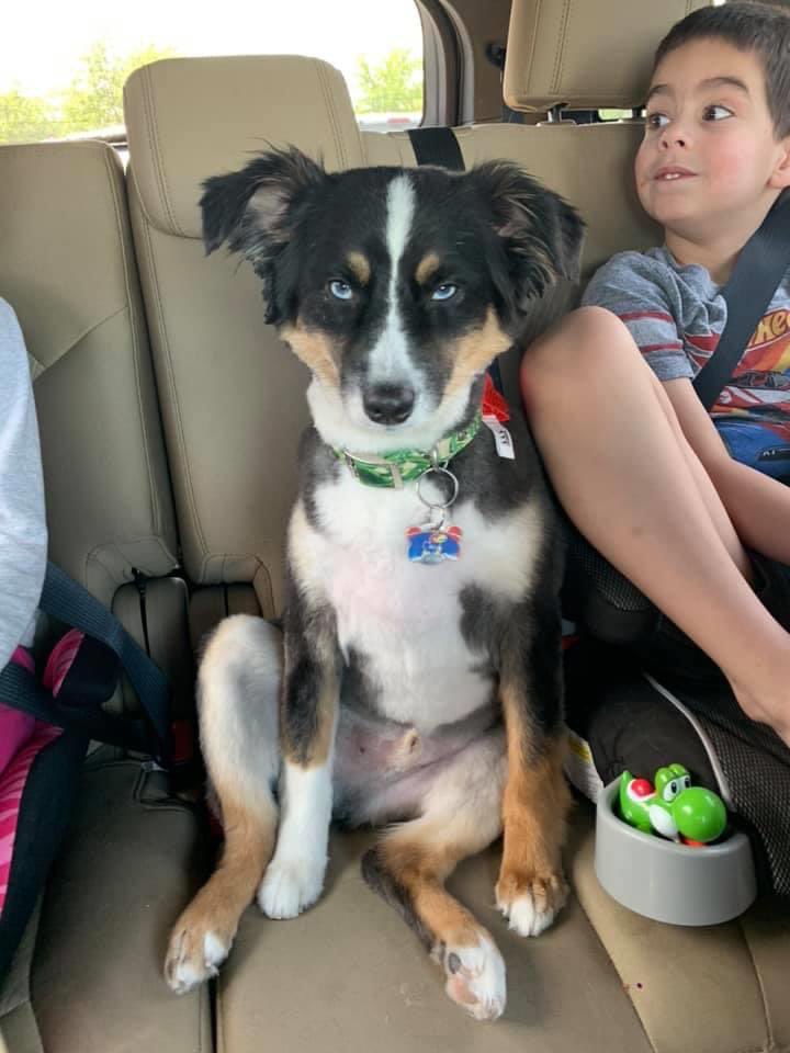 shaving a australian shepherd