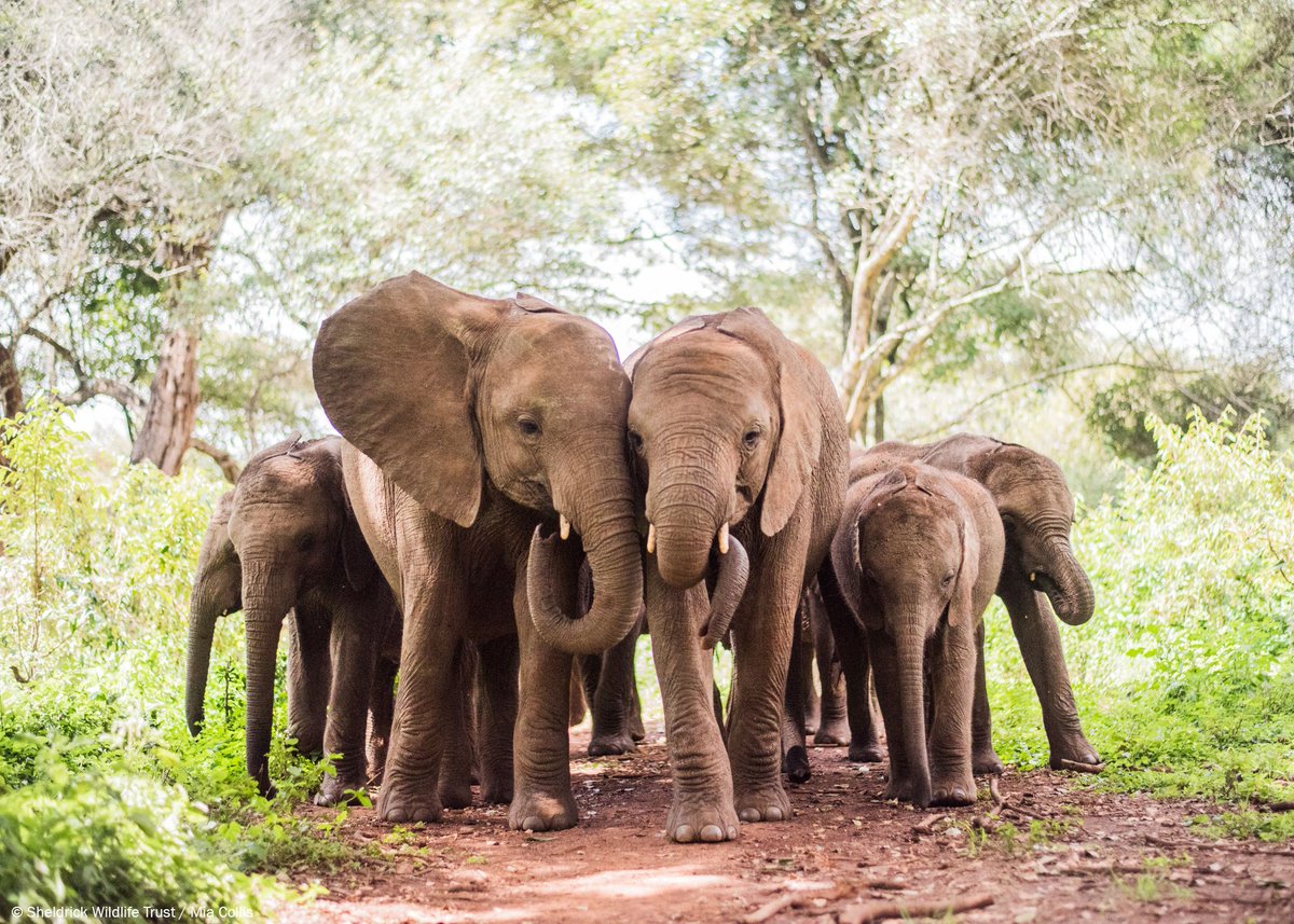 RT if, like us, you can’t bear a world without these gentle giants with hearts to match 🐘 🐘 

Poaching has wiped out 73% of Africa's #elephants since 1979. Become a part of the fight to save them from extinction: sheldrickwildlifetrust.org/orphans #WorldElephantDay