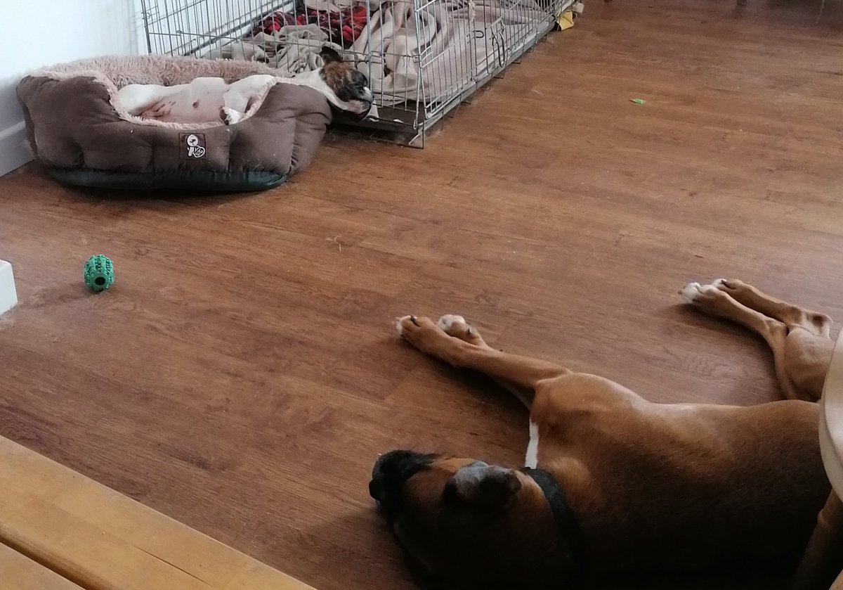 susie_999's tweet photo. Just too warm today
#flakedout #hotdogs #lovejoydogs #photoaday https://t.co/k1bXYZJu5k