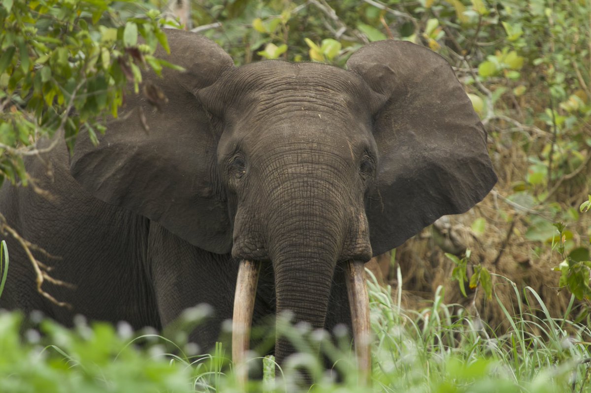 Joseph Cutler tweet media