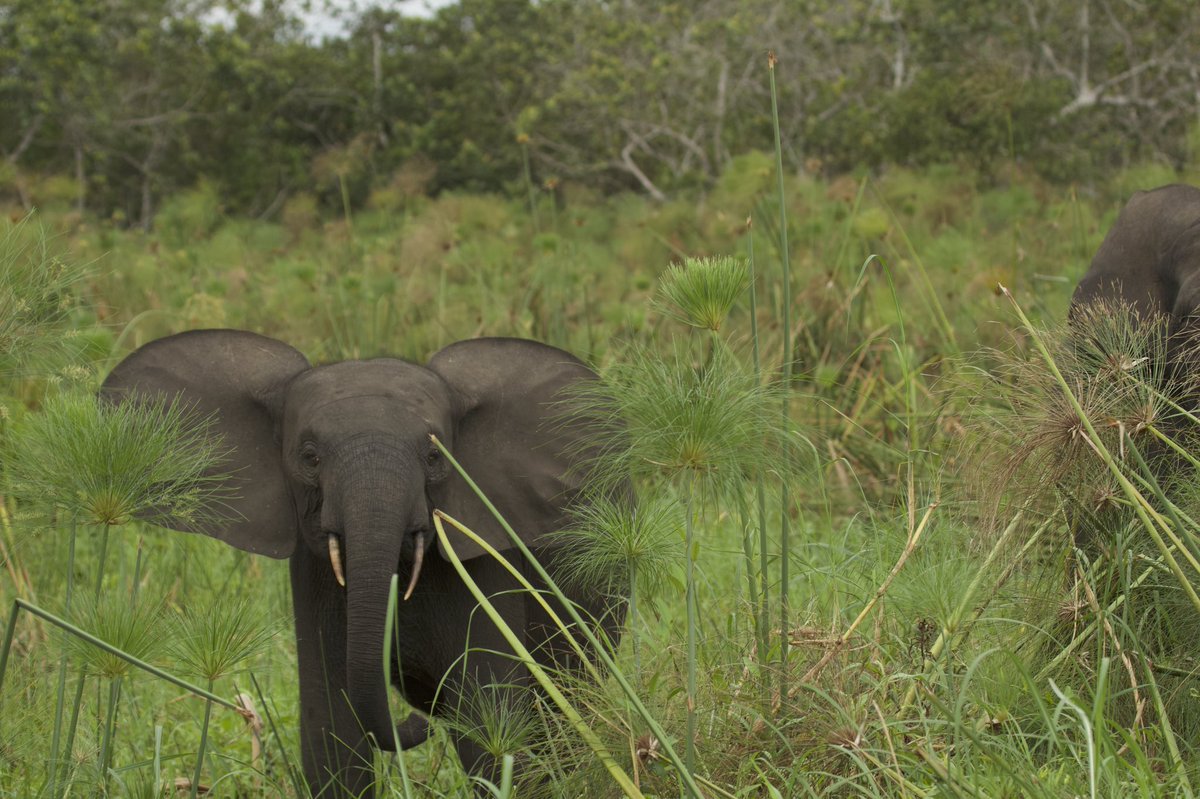 Gabon is one of the last strongholds for forest elephants. #WorldElephantDay