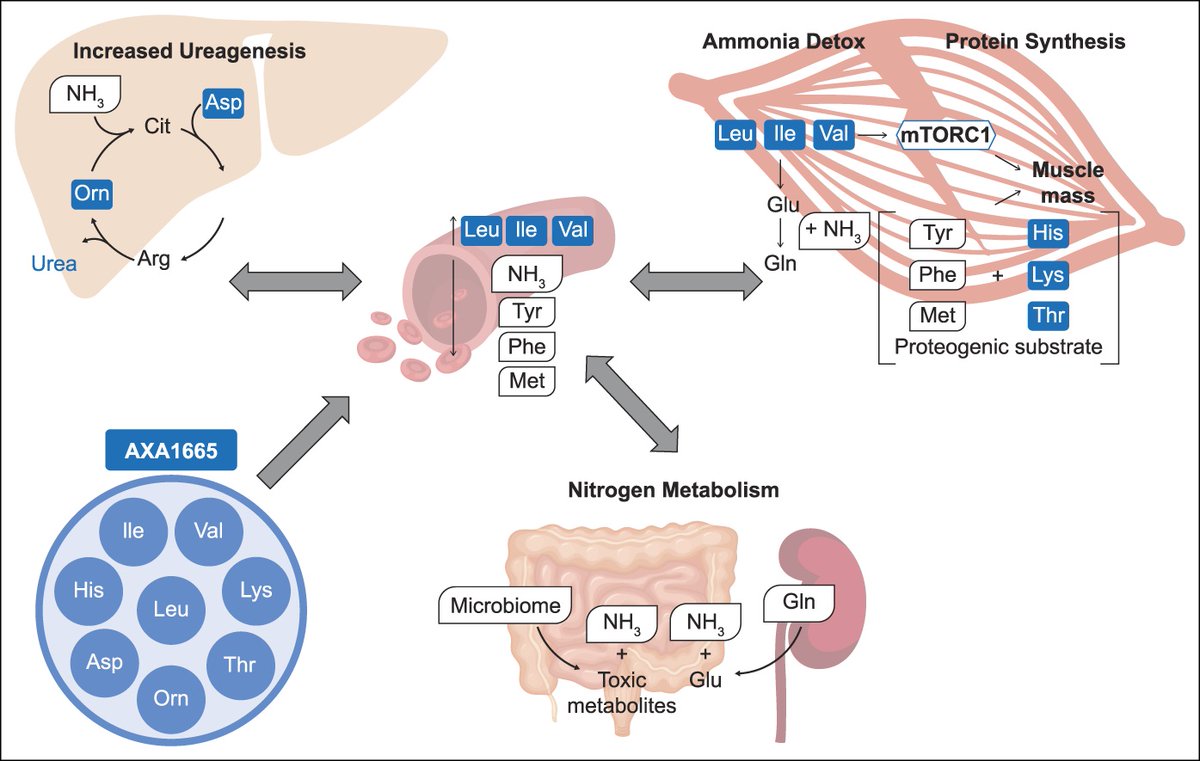 biotech_mike's tweet photo. New publication out today on safety, tolerability, and physiological effects of AXA1665 in subjects with cirrhosis

https://t.co/vjEMH70QQQ https://t.co/m7c7y3vZNE