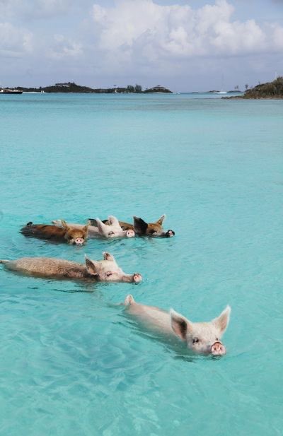 the pigs in the Bahamas 🥺