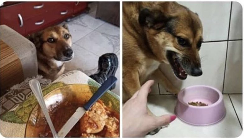 surteinavida's tweet photo. Precisamos falar sobre a hipocrisia canina https://t.co/dgMtR4QHdV