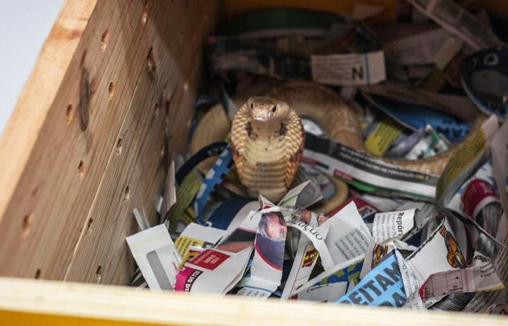 g1's tweet image. Naja que picou estudante no DF e mais 6 cobras exóticas chegam ao Instituto Butantan glo.bo/3ak8Imp #G1