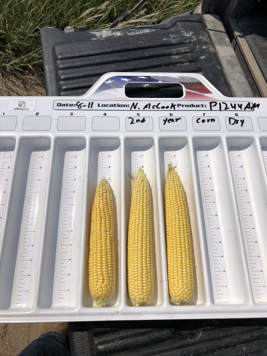 P0622AML and P1244AM flexing the <a href="/PioneerSeeds/">Pioneer Seeds U.S.</a> aquamax genetics. Both corn on corn dryland with <6” rain since plant date.