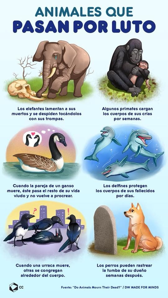 CulturaColectiv's tweet photo. La elefante más triste del mundo vive en nuestra capital. 🐘😞  https://t.co/32DsOH6Z97 #DíaMundialDelElefante https://t.co/TFKxq8wdXB
