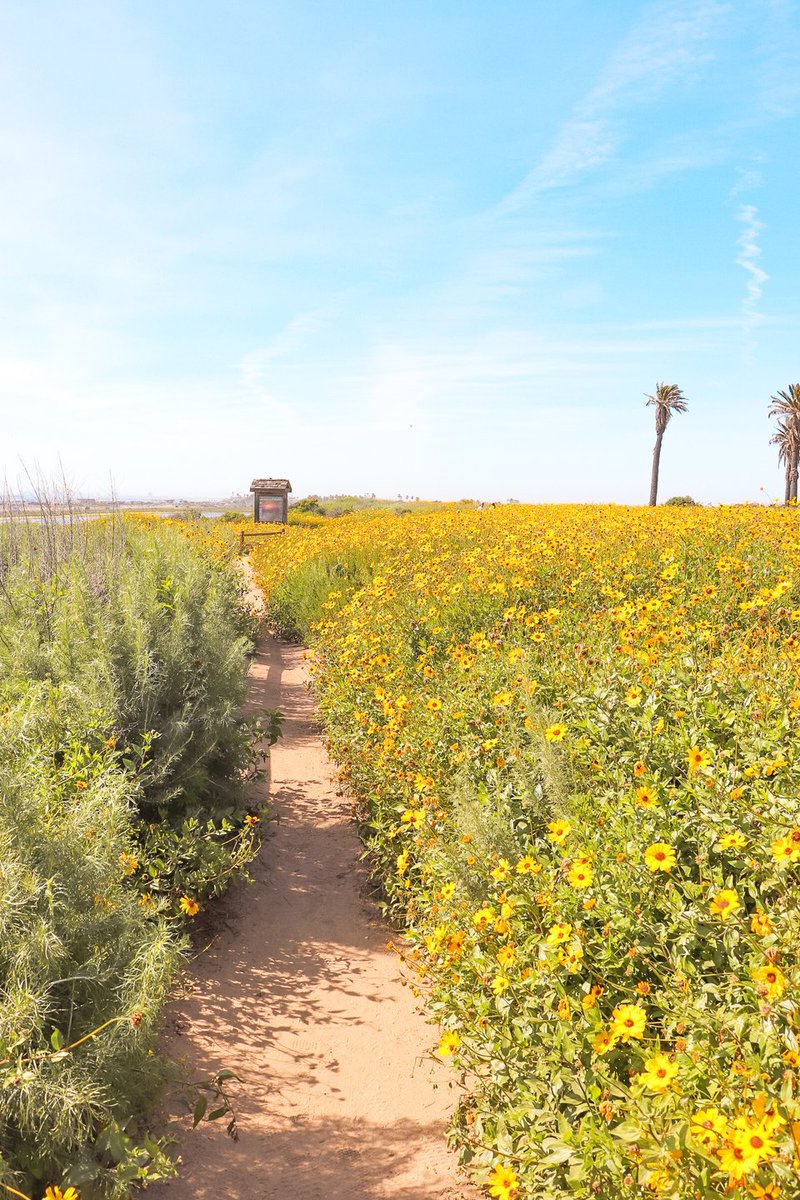 HBSurfCityUSA's tweet photo. Hit the reset button on your mind, body and soul.
Turn off the notifications.
Turn on your senses.
Deep breaths. Let it all go.
#HelloFreshAir 🌴 Learn more about the Bolsa Chica Ecological Reserve here: https://t.co/0GzEpDY3Gc
#HuntingtonBeach #SurfCityUSA https://t.co/CWYBKiYj9x