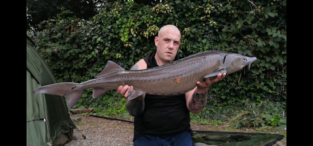 Forces CARP tweet media