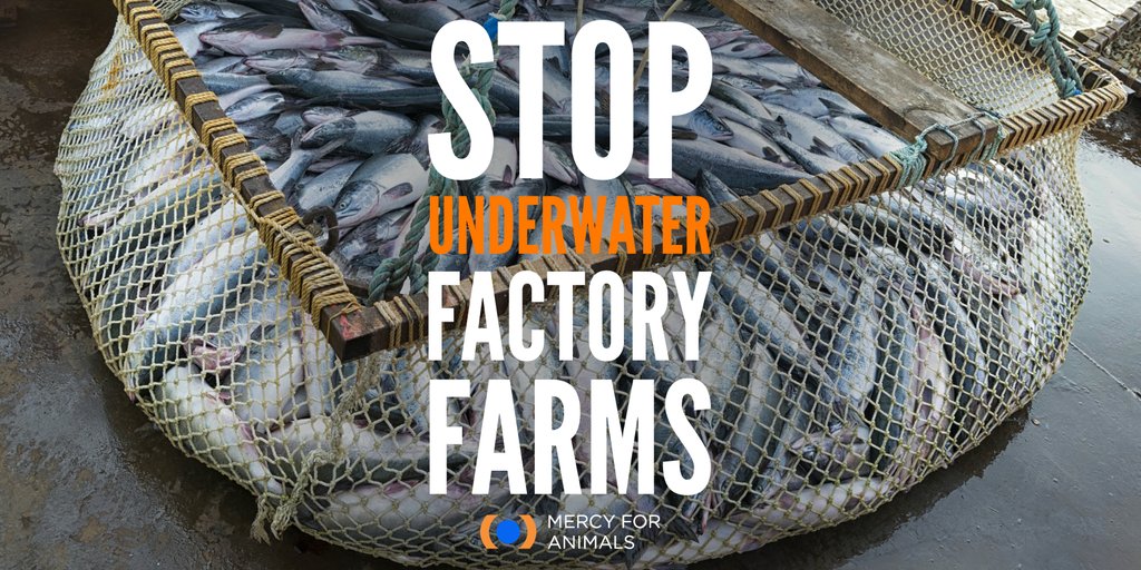 MercyForAnimals's tweet photo. Like other forms of factory farming, aquafarming subjects animals to overcrowded conditions and denies them the ability to engage in many of their most basic natural behaviors. 💔 https://t.co/vrls6R5nDA