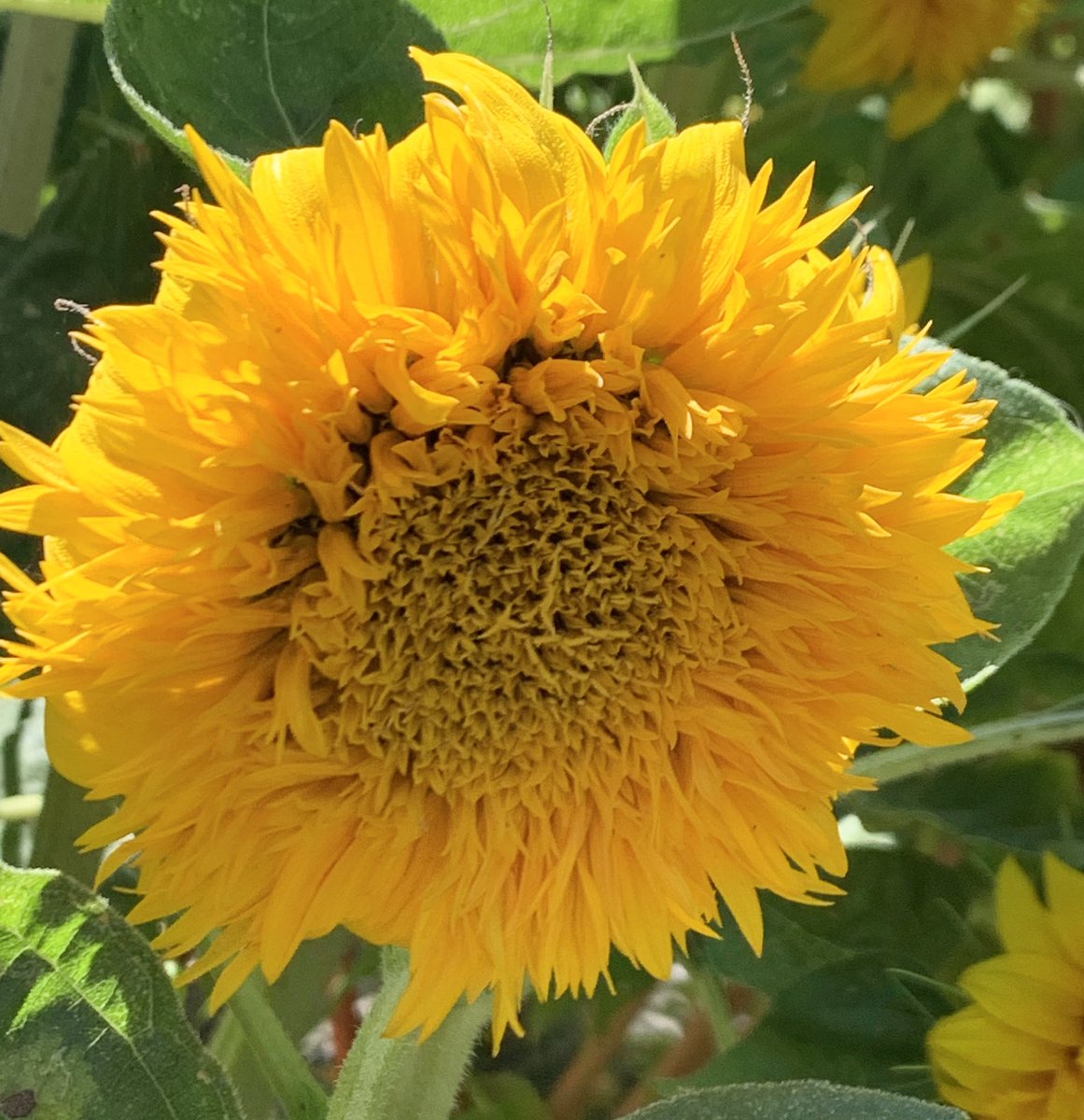 Lynn Hatamiya tweet media