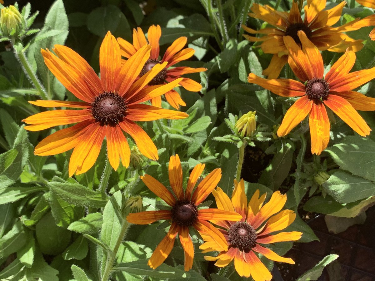 Lynn Hatamiya tweet media