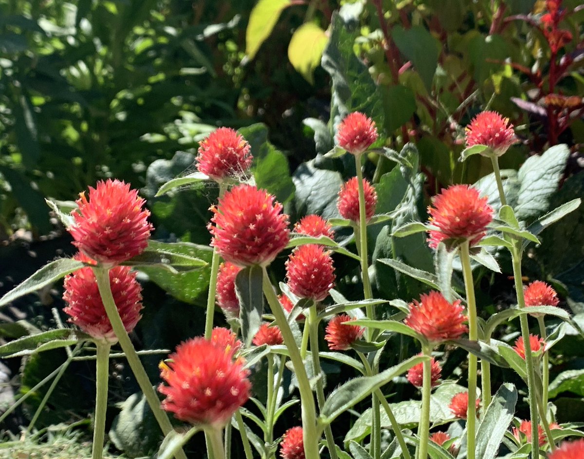 Lynn Hatamiya tweet media