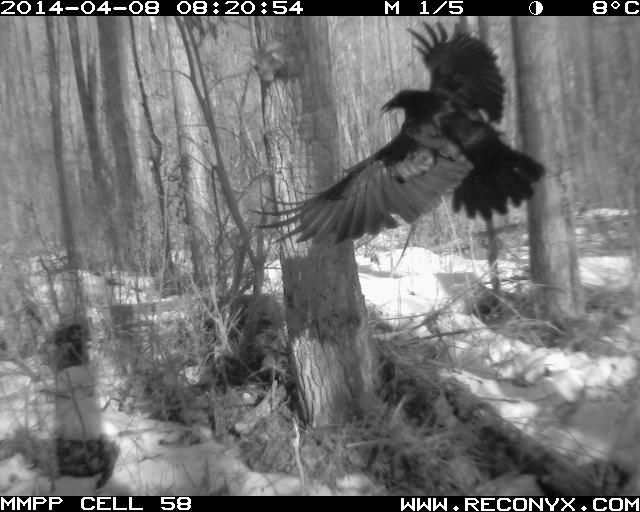 AltaWolverine's tweet photo. Hang on, what quoth the raven again? https://t.co/T7OJK2yRu8
