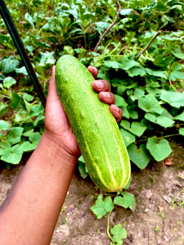 ive partnered with  @AbundantLfMrkt to help provide the  #dmv area with fresh local  #organic produce. in less than 2 months we've gifted free  #grocery bags to over 50 dc families & now we're working on this amazing farm, growing our own produce for the mobile market & community. 