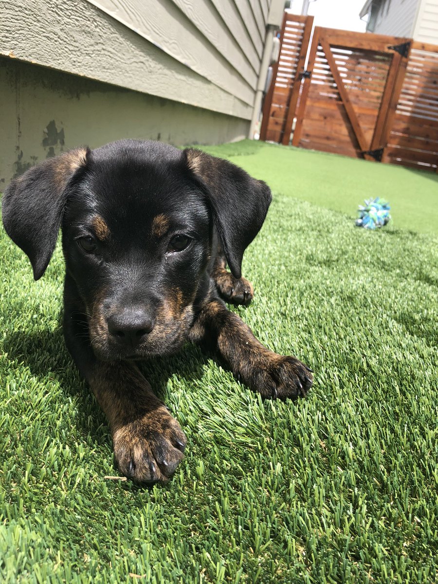 TookYourCash's tweet photo. @NormanChad Blue is a good looking pup!  I recently adopted Ms. Luna, they look similar.   Is Blue part Doberman?  #doberdor https://t.co/F0uE8m2GnQ