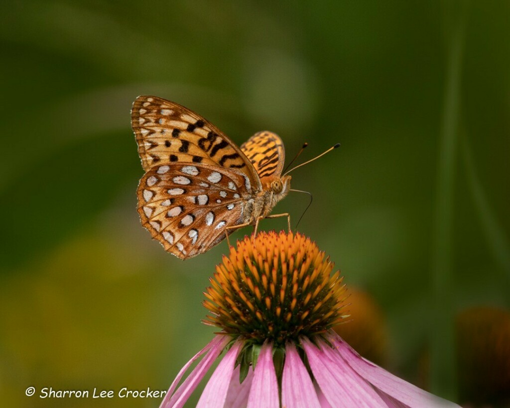 SharronCrocker's tweet photo. I have been on a mission to photograph the various types of Fritillaries in NY ... getting there! This is an Aphrodite Fritillary, hard to tell from the Great Spangled Fritillary which is more common ... very subtle differences! #untamednewyork #aphrodit… https://t.co/3w9pGLxXWO https://t.co/utMO1MmWdd