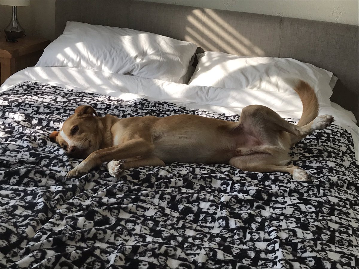 tarquin1984's tweet photo. So have been working from home in Anglesey for the last 5 weeks and David Dog is my work buddy who supervises me from the bed behind. These photos have been taken over the last 5 weeks, not just a single day. This is his level of commitment from which we can all learn #daviddog https://t.co/kYA57IEDQA