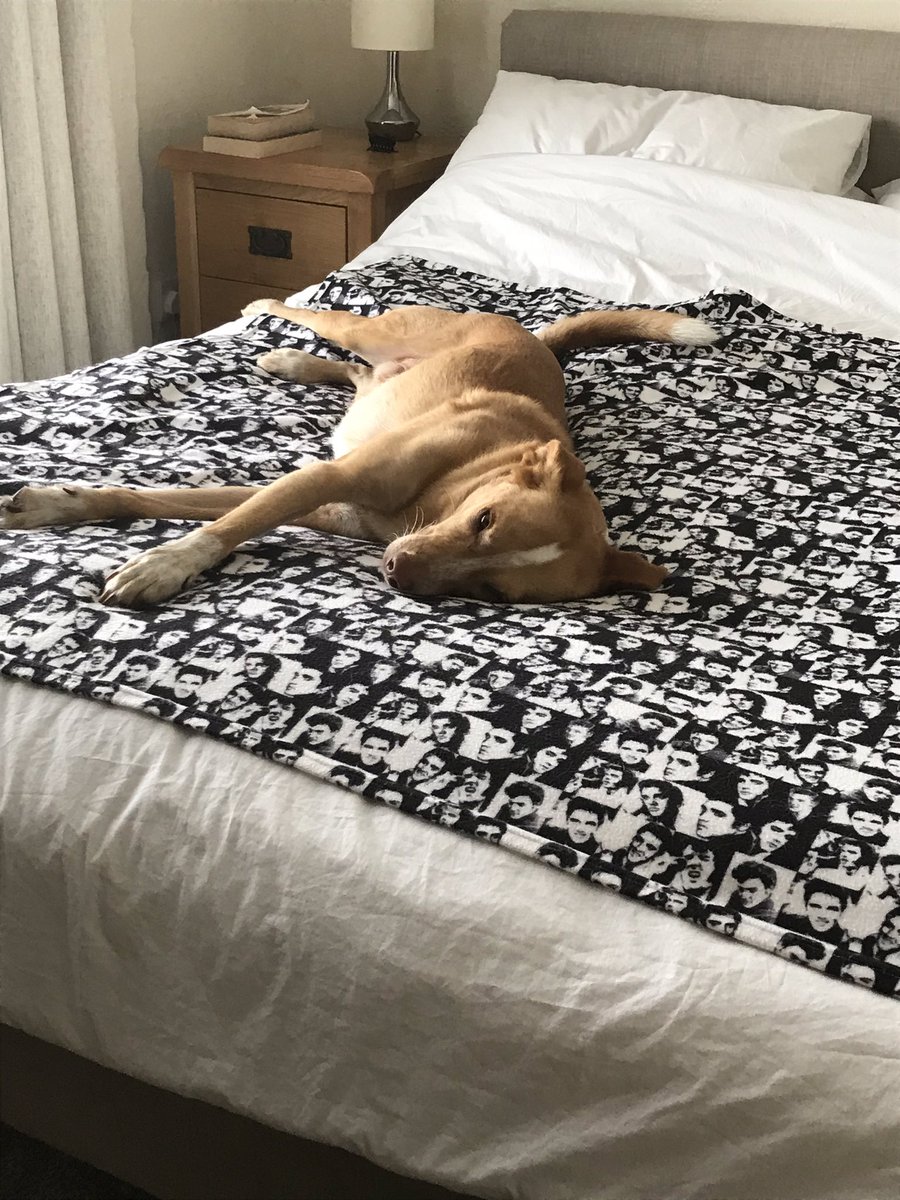 tarquin1984's tweet photo. So have been working from home in Anglesey for the last 5 weeks and David Dog is my work buddy who supervises me from the bed behind. These photos have been taken over the last 5 weeks, not just a single day. This is his level of commitment from which we can all learn #daviddog https://t.co/kYA57IEDQA