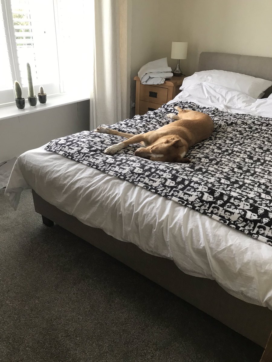 tarquin1984's tweet photo. So have been working from home in Anglesey for the last 5 weeks and David Dog is my work buddy who supervises me from the bed behind. These photos have been taken over the last 5 weeks, not just a single day. This is his level of commitment from which we can all learn #daviddog https://t.co/kYA57IEDQA