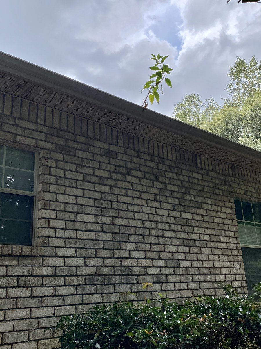 EyeDoWindows's tweet image. Gutters can hold a lot of dirt, leaves, and even trees 🌱

Call us to get them clean! Our solution brightens and clears them of any debris. We also flush them out to ensure they’re properly working! 

251-609-2976 for FREE Quote! ☎️