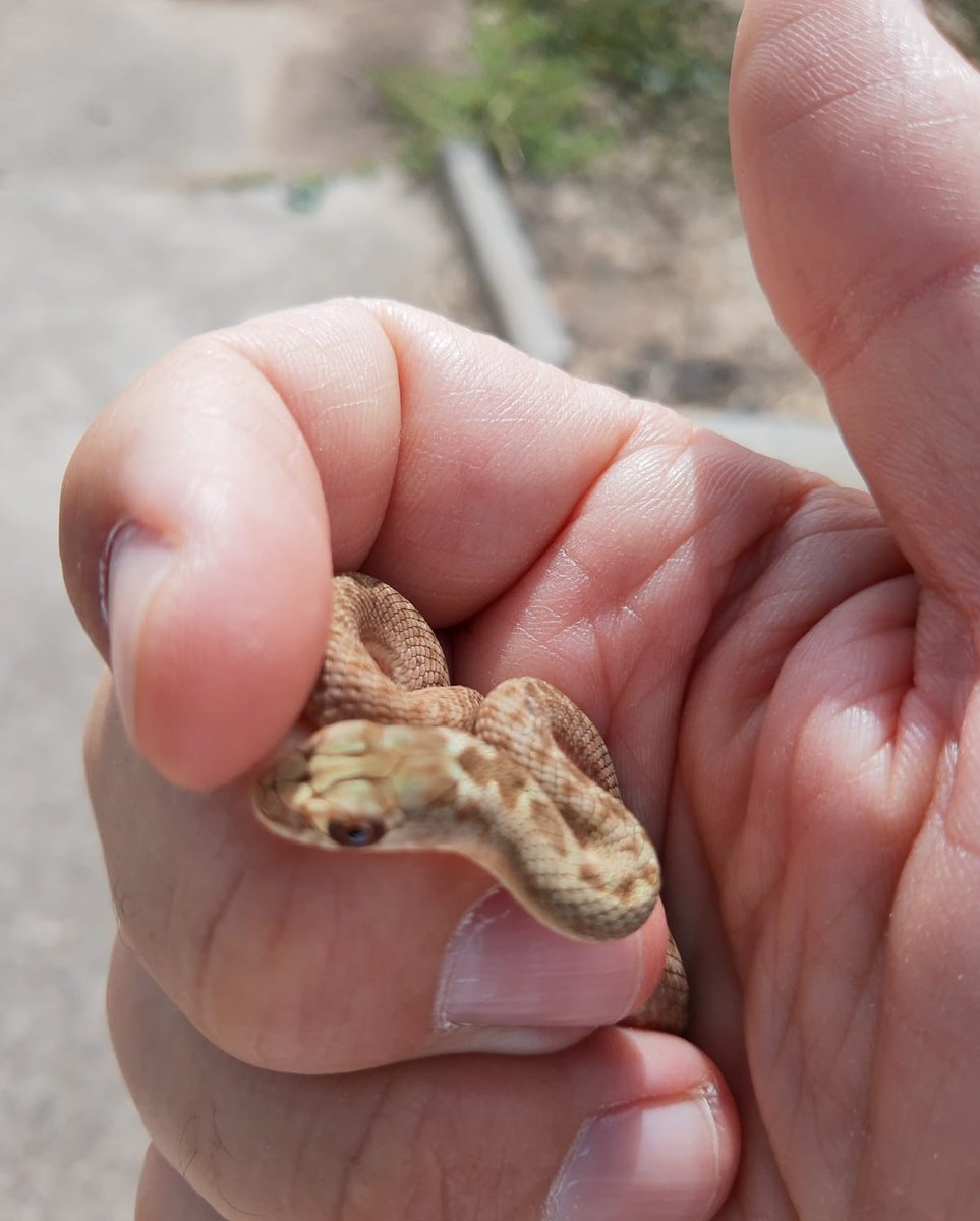 AquilaNatura's tweet photo. Rescatada de la excesiva pasión de los niños de nuestro #campamentodeverano en #Forfoleda. https://t.co/UY8veTNC8Q