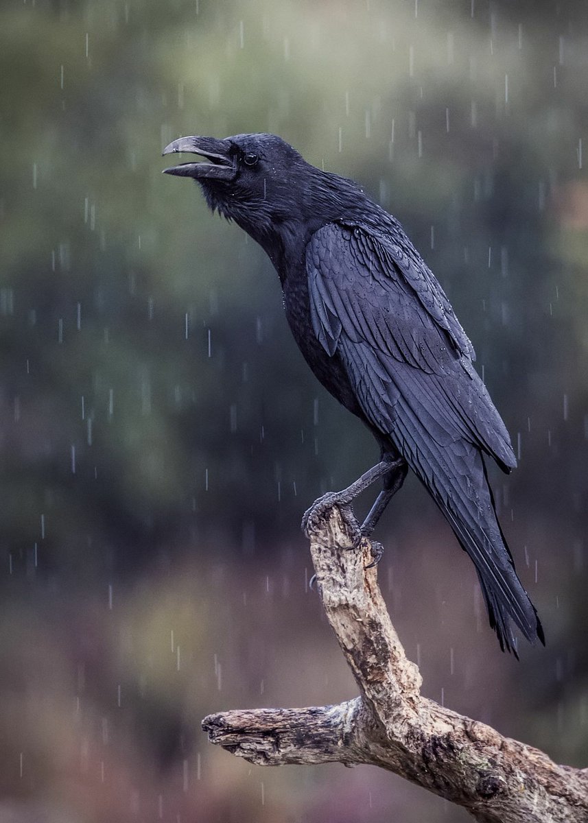 CorvidsDaily's tweet photo. hello! https://t.co/MoHT4N5OmG