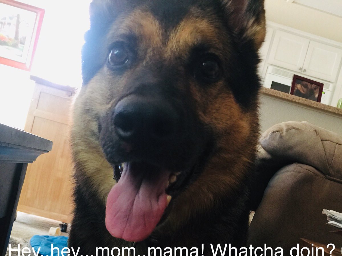 k9danka's tweet photo. Trying to take a nap before work with a #gsd #k9 #workingdog #detectionk9 be like... https://t.co/vX05ZmobEi