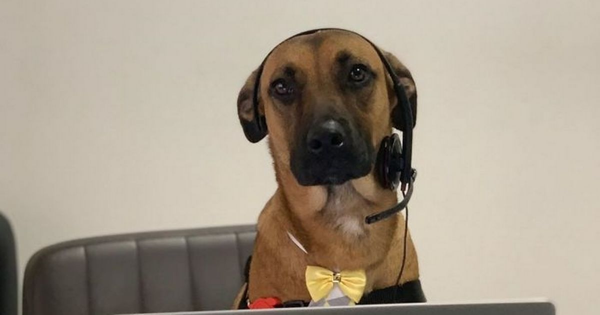TheCatsSister's tweet photo. He can totally come and work for us... https://t.co/iSzsD5StI6 https://t.co/HoEPgvJhnE