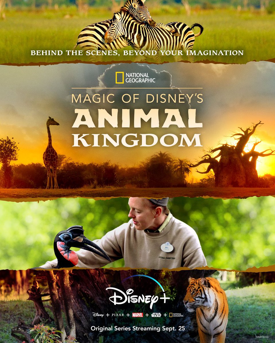 DisneyPlus's tweet photo. You’re in for a wild ride. Start streaming Magic of Disney’s Animal Kingdom, an Original Series from @NatGeo narrated by @JoshGad, Sep. 25 on #DisneyPlus. #MODAK https://t.co/lFF5BEe5rj