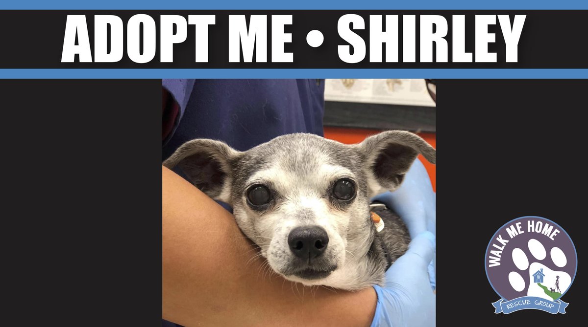 SHIRLEY #senior #RescueDogs #adoptme - She is a 10 yr. old #Chihuahua looking for her forever family. #DogsofTwittter #dogsofinstagram @MonroviaCA @cityofalhambra @petfinder @AdoptaPetcom #WednesdayWisdom @PetSmart @WhatsUpDogLA #lovedogs