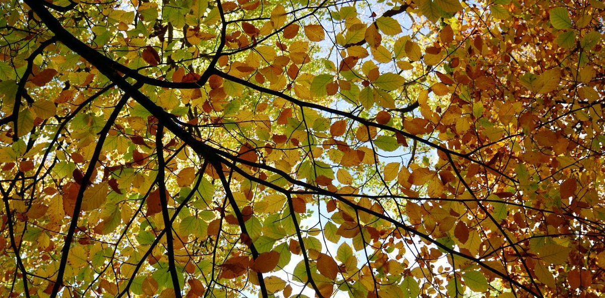 "Parks and green spaces are important for our mental health – but we need to make sure that everyone can benefit"  buff.ly/3fGCLWI