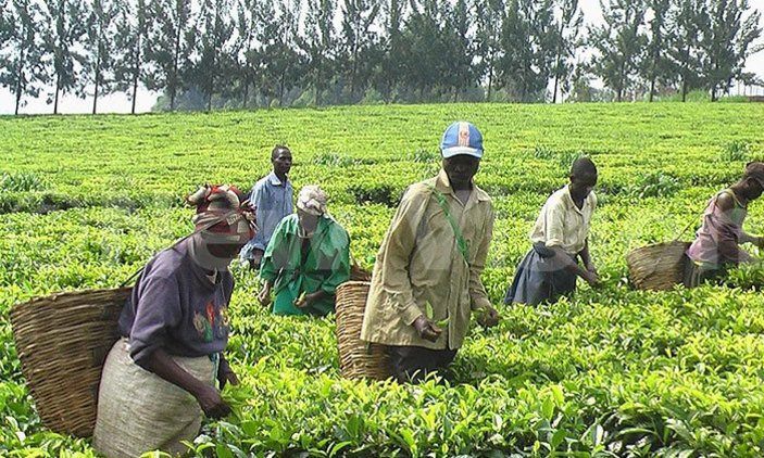 Calling farming. Чайные плантации в Уганде. Сельское хозяйство Африки мали. Бурунди сельское хозяйство. Сельское хозяйство Нигерии.