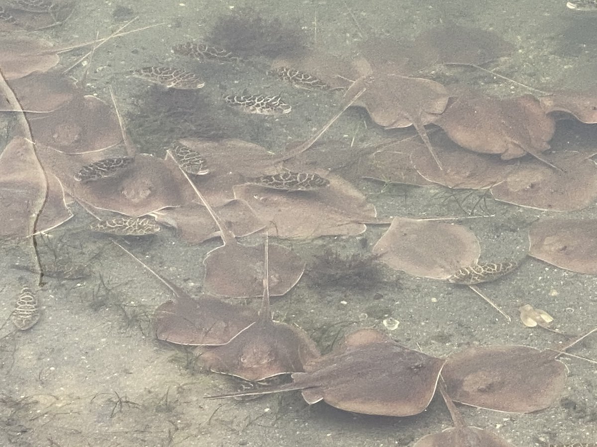 Here's the latest in fish kill news. Things are looking dark for Biscayne Bay.Early this week, reports indicated an apparent epicenter of the fish kill near Morningside Park. Since then, dead fish and marine life have been spotted from North Miami to Virginia Key.