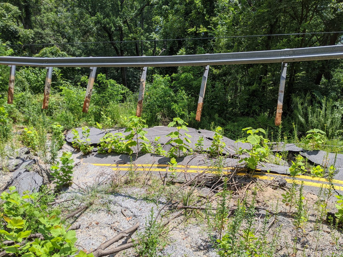 playingwithdata's tweet photo. #invasivespecies #princesstree taking opportunity from a 2019 #landslide. https://t.co/GIO5jVdkVt