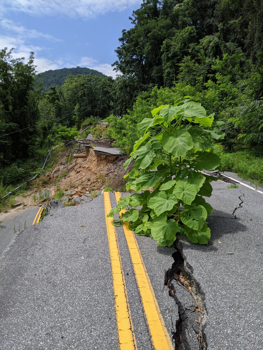 playingwithdata's tweet photo. #invasivespecies #princesstree taking opportunity from a 2019 #landslide. https://t.co/GIO5jVdkVt