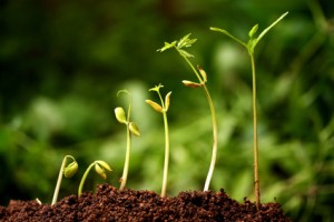 3All growth has humble beginnings.Growth starts with a seed that's planted, watered and taken care of.It might take a while to grow and often sprouts when you least expect it!Keep planting seeds and remain patient.Don't give up!