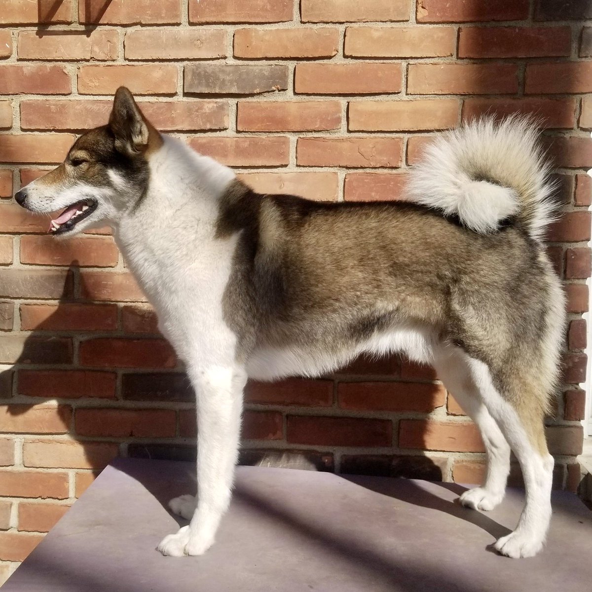 TDR_Inc's tweet photo. We’re excited about Stoneage Firestarter (Flint), a West Siberian Laika as a new Outcross! He’s in the United States &amp; 1st litter planned with Kiera at Timberline Tamaskan!
#TDR #TamaskanDogRegister #TamaskanDog #Tamaskan #Dog #TamaskansOfTwitter #DogsOfTwitter #TamaskanOutcross https://t.co/wkfNCCCVwJ