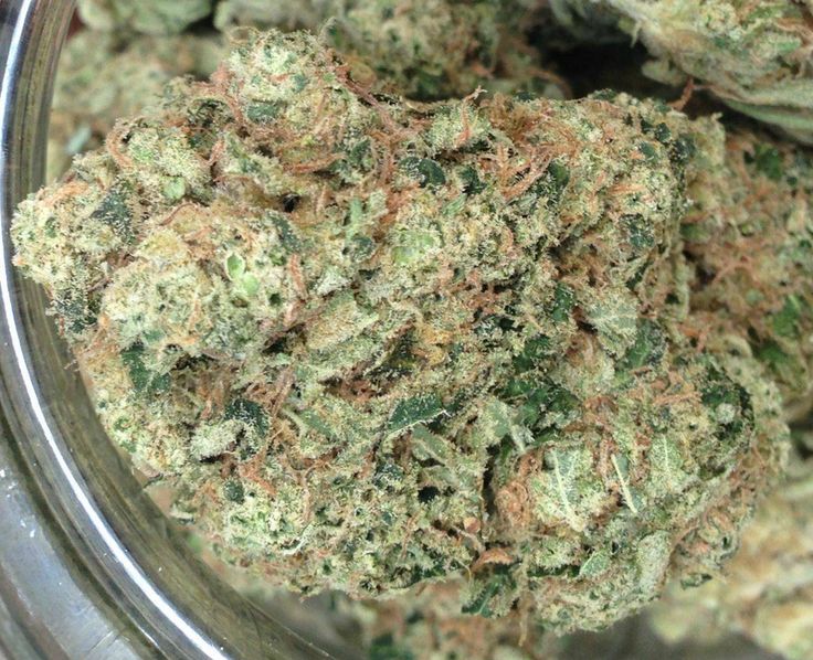 Chemdawg getting ready for the bong

#kush
#stoner
#joint
#potheadsociety420
#wfayo420
#iwillmarrymaryjane
#qualitypot
#cannabisculture
#nugz
#fueledbythc
#420lifestyle
#cannabiscommunity
#weshouldsmoke