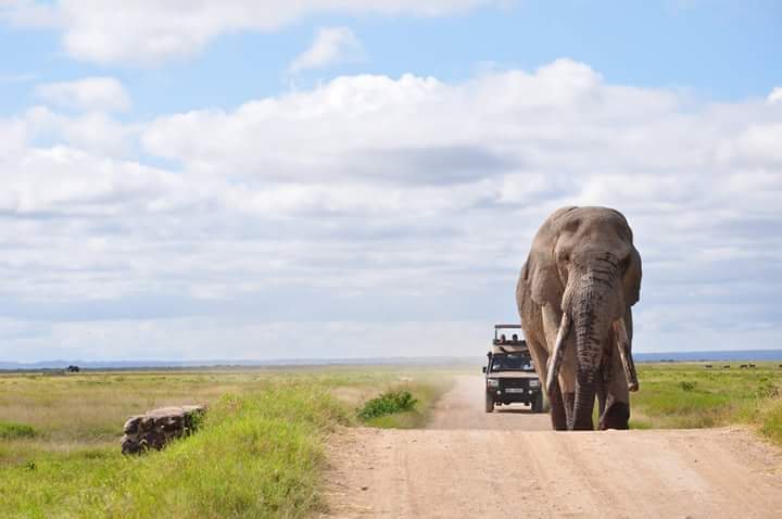 #WorldElephantsDay 
Meet big gentle giant Craig of the Amboseli. He is 48 this year and is one of the biggest tuskers alive in the world today. A true living national treasure for Kenya and the world.