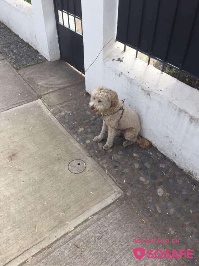 BUSCAMOS A SUS DUEÑOS

Un vecino encontró este perrito poddle rondando en calle Loreley y lo tiene bajo su cuidado temporal.

Cualquier información sobre sus dueños, favor comunicarnos por esta misma vía.
