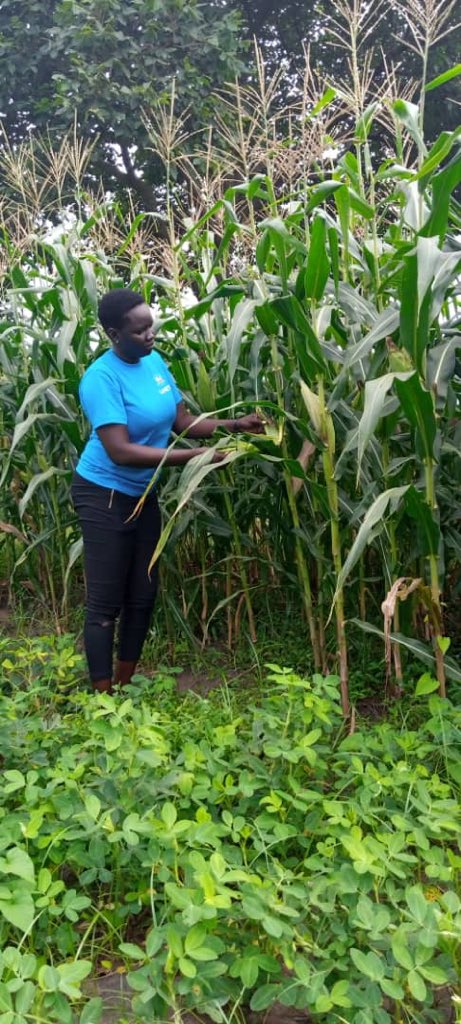 orlamtreacy's tweet image. We had a slow start with poor rains, delighted now our crops r doing well. Looking forward to harvesting next month 🙏🏿🇸🇸