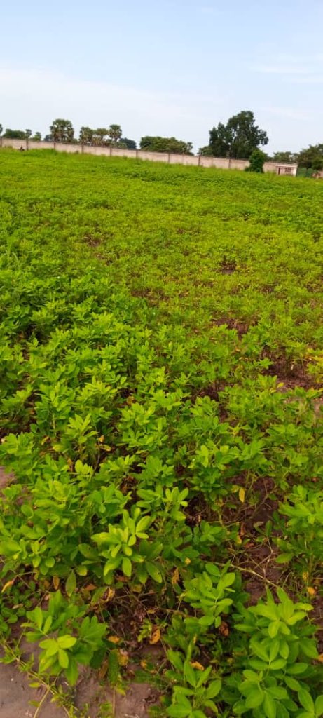 orlamtreacy's tweet image. We had a slow start with poor rains, delighted now our crops r doing well. Looking forward to harvesting next month 🙏🏿🇸🇸