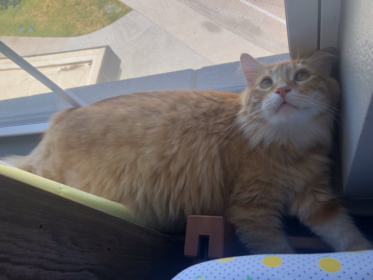 okalright_jess's tweet photo. PSA Tarleton Students: if you’re walking to the Rec or Wellness Center look up to the 3rd floor of T North &amp; you’ll most likely see my sweet Leo boy in the window ((:: https://t.co/XP7yMwL7Rt