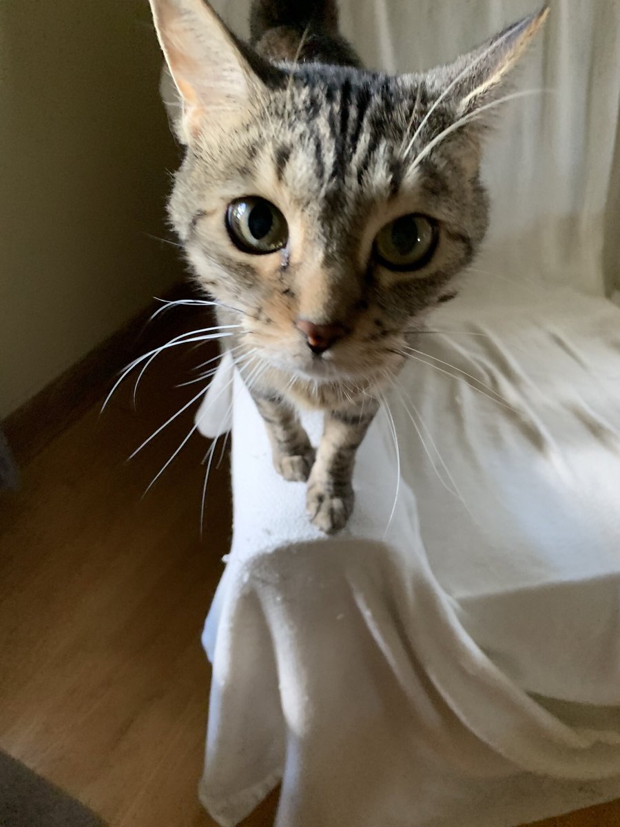 IFEBP's tweet photo. Pet perks are a good thing to consider says @JulieStichIF https://t.co/T67pvlABIh