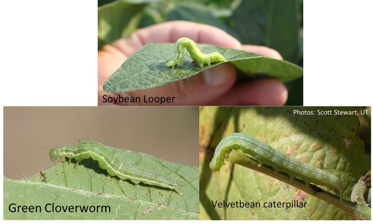 Velvetbean caterpillars and soybean loopers at damaging levels in some soybean fields in Gulf Coast and SW Ala. areas this week. Remember when s. loopers are our target we must use Besiege, Intrepid Edge or Prevathon for controls. <a href="/ScottGraham72/">Scott Graham</a>